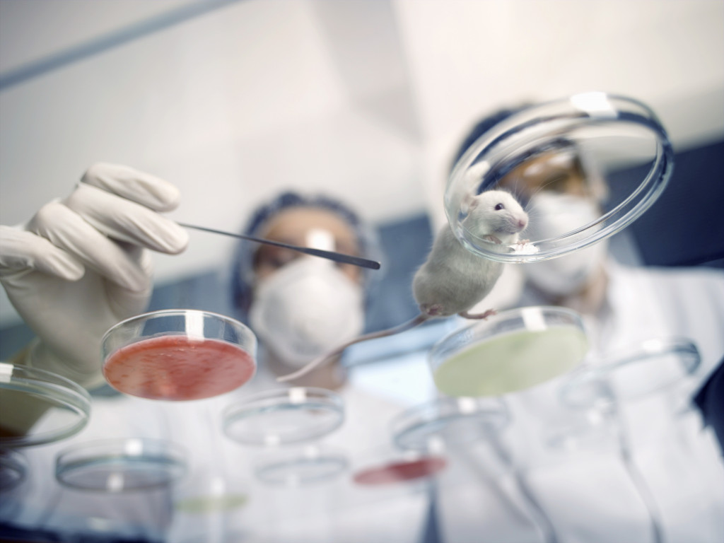 One researcher tries to swab a white lab mouse while a co-worker stands beside them